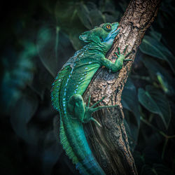 Close-up of lizard on tree trunk