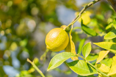 Close-up of fruits on tree