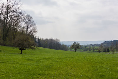 Trees on field against sky