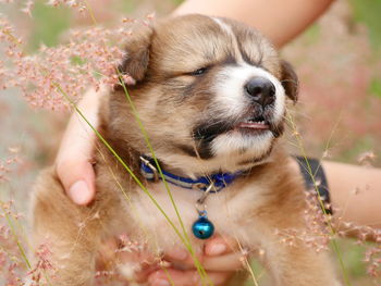 Close-up of hand holding dog