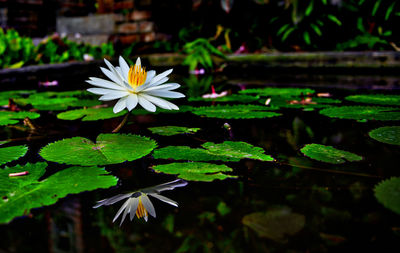 Close-up of lotus water lily in pond