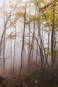 Trees in forest