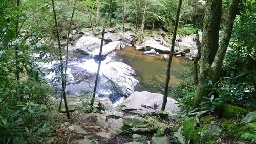 Scenic view of river in forest