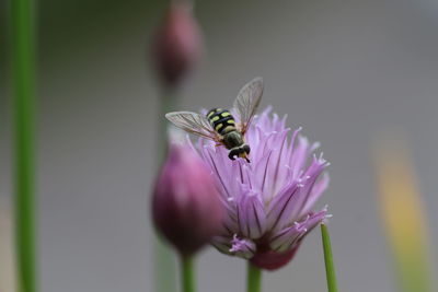 Close-up of bee on flower