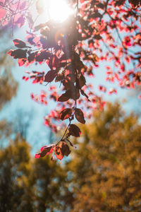 Low angle view of flowering plant on tree during autumn