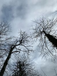 Low angle view of silhouette bare tree against sky