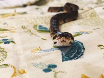 Close-up of crab on sand