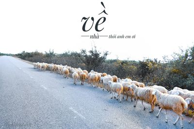 Flock of sheep in the road