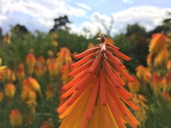 Close-up of red flower against sky