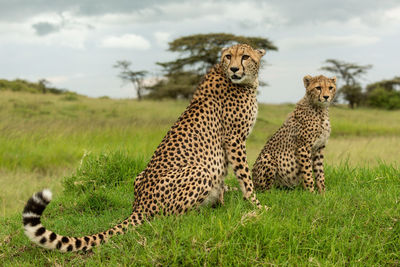 Cheetah and cub sit on termite mound