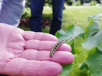 Close-up of hand holding butterfly