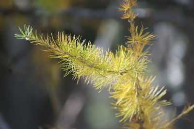 Close-up of a pine tree branch changing color lit by autumn sunlight