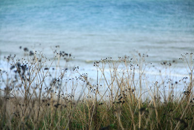 Close-up of flowers in lake