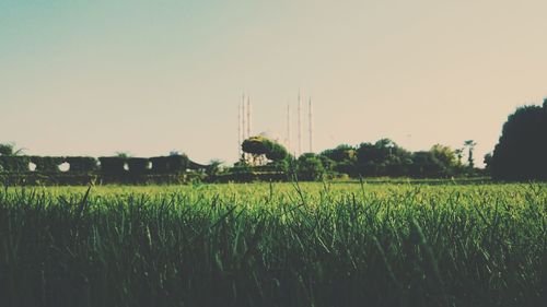 Scenic view of agricultural field against clear sky