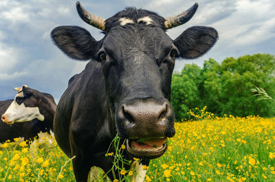 Portrait of a cute black and white cow on a pasture with yellow flowers on background of blue sky