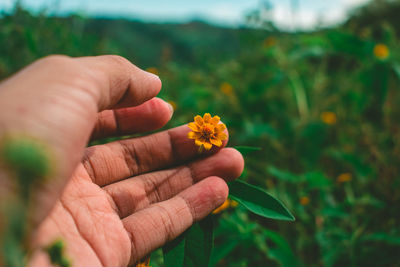 Close-up of hand holding red flower