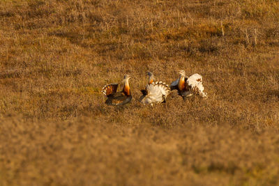 View of sheep on field