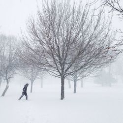 Bare trees on snow covered field