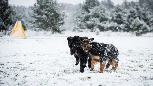 Dog on snow covered landscape during winter