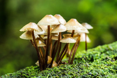 Close-up of mushroom growing outdoors