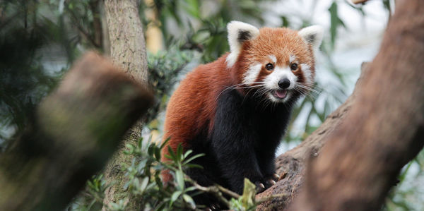 Portrait of red panda sitting on tree