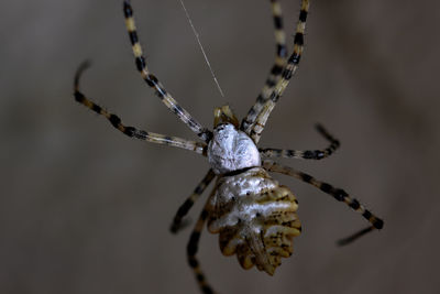 Spider with silk