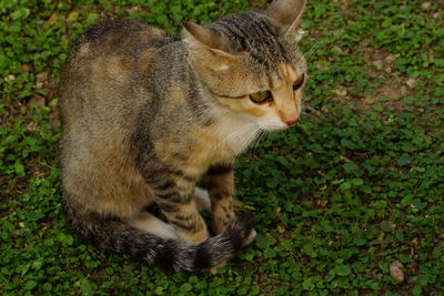 Cat looking away on land