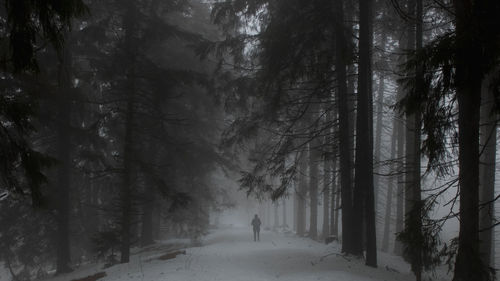 Rear view of person walking in forest during winter