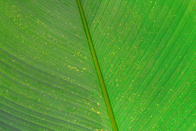 Full frame shot of palm leaves