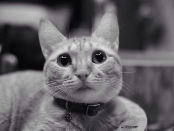 Close-up portrait of cat