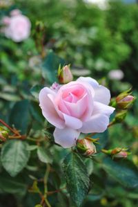 Close-up of rose blooming outdoors