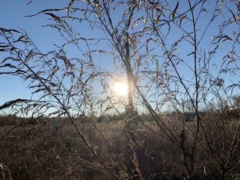 Low angle view of bare trees against sky during sunset