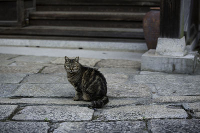 Cat sitting on footpath