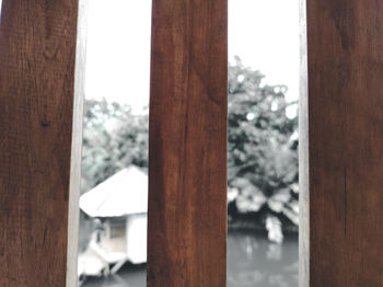 Close-up of tree seen through window