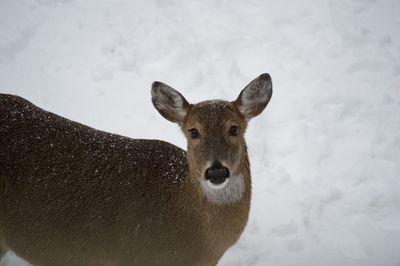 Close-up portrait of deer on snow