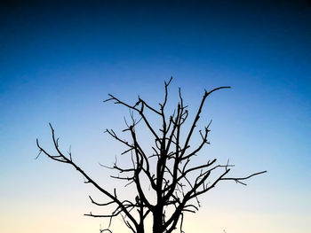 Low angle view of silhouette bare tree against clear blue sky