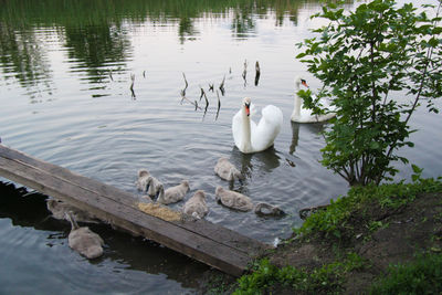 Swans swimming in lake