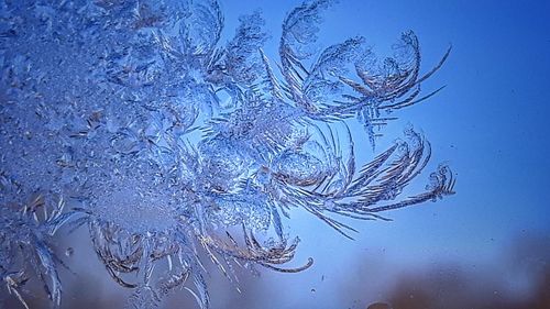 Close-up of tree against blue sky