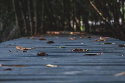 Close-up of dry leaves on wood in forest