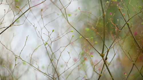 Full frame shot of plants