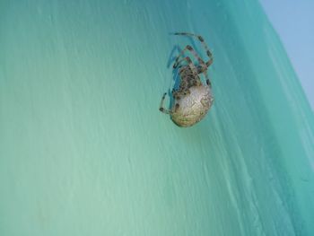 Close-up of spider