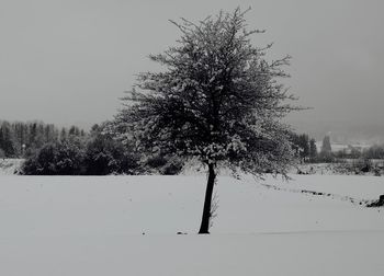 Bare trees on field