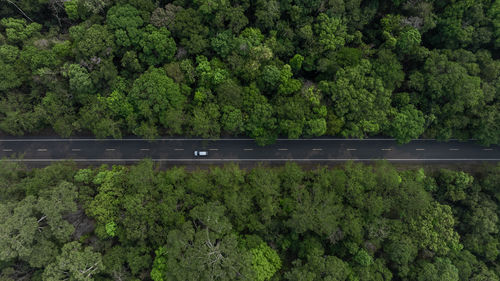 Aerial view ev car in middle green forest road and green tree forest, electric vehicle car eco.