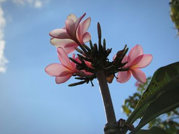 Low angle view of pink flowering plant against sky