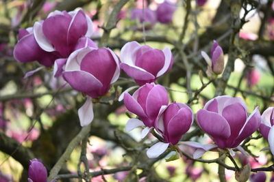 Close-up of pink flowering plants