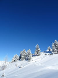 Snow covered trees against blue sky