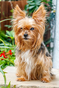 Close-up portrait of dog