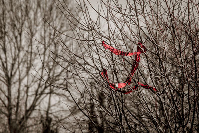 Close-up of tree