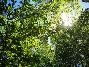 Low angle view of trees against sky on sunny day