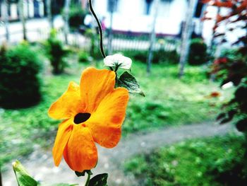 Close-up of yellow flower